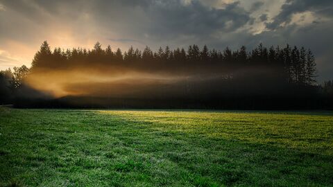 Eine Waldlichtung
